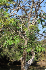 Lagerstroemia floribunda