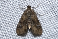 Elophila obliteralis