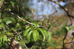 Lagerstroemia floribunda