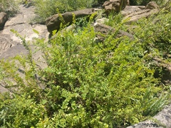 Phyllanthopsis phyllanthoides