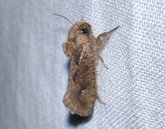 Acrolophus walsinghami