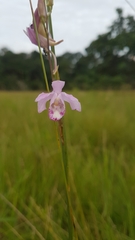 Galeandra styllomisantha