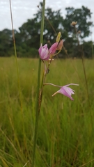 Galeandra styllomisantha