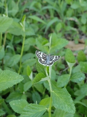 Burnsius orcynoides
