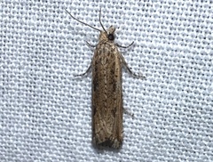 Bactra