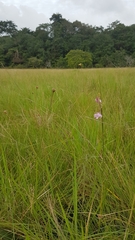 Galeandra styllomisantha