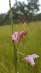 Galeandra styllomisantha