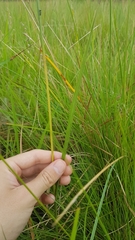 Galeandra styllomisantha