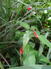 Ruellia brevifolia