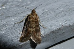 Achyra affinitalis
