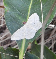 Scopula perlata