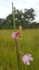 Galeandra styllomisantha