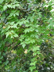 Cardiospermum grandiflorum