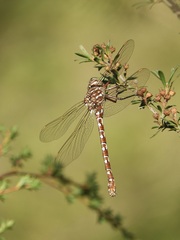 Austroaeschna unicornis