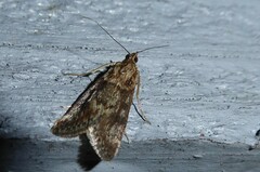 Achyra affinitalis