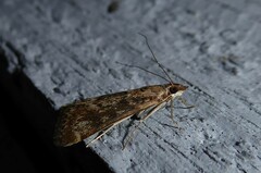 Achyra affinitalis