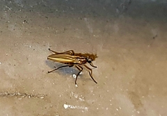 Lonchoptera bifurcata