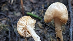 Pseudolaccaria pachyphylla