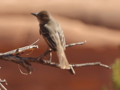 Myiarchus cinerascens
