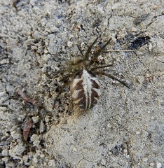 Phonognatha