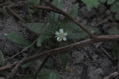 Eclipta prostrata