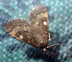 Mnesictena marmarina