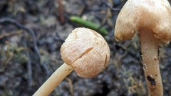 Pseudolaccaria pachyphylla