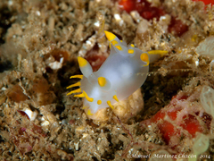 Polycera kernowensis