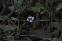 Torenia crustacea