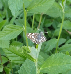 Burnsius orcynoides