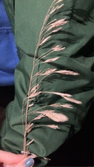 Calamagrostis × acutiflora