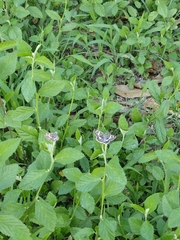 Burnsius orcynoides