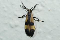 Lycomorphodes suspecta