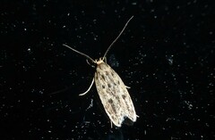 Hofmannophila pseudospretella
