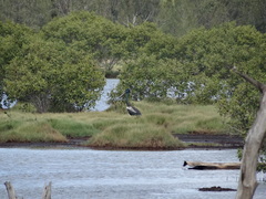 Ephippiorhynchus asiaticus