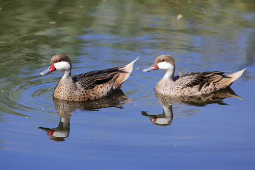 Canard des Bahamas