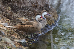 White-Cheeked Pintail photo 5