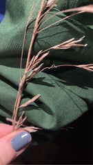 Calamagrostis × acutiflora