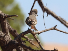 Myiarchus cinerascens