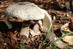 Chlorophyllum nothorhacodes
