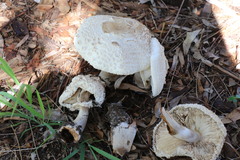 Chlorophyllum nothorhacodes
