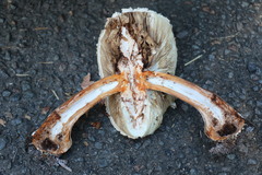 Chlorophyllum nothorhacodes