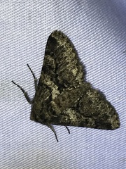 Lycia ypsilon