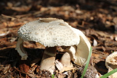Chlorophyllum nothorhacodes