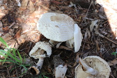 Chlorophyllum nothorhacodes