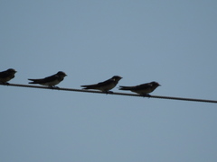 Hirundo rustica