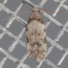 Taygete attributella