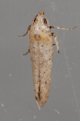 Obithome punctiferella