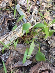 Claytonia parviflora