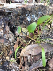 Claytonia parviflora